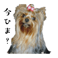 [LINEスタンプ] 美ヨーキー犬ラムのスタンプ