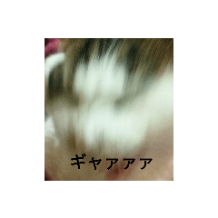 [LINEスタンプ] 家猫5匹暮らし