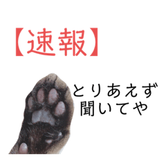 [LINEスタンプ] チータの意外と使えるスタンプ3弾