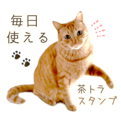 [LINEスタンプ] 茶トラ 猫 毎日使える スタンプ
