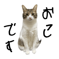 [LINEスタンプ] 猫のカルビ3