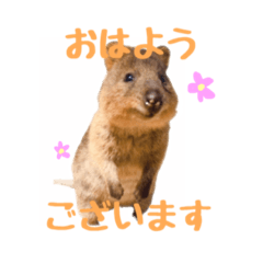 [LINEスタンプ] 敬語のクオッカワラビー