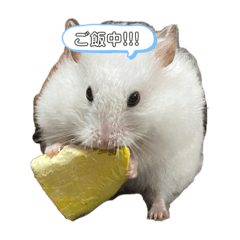 [LINEスタンプ] ハムスターのいる生活。