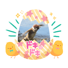 [LINEスタンプ] 鳥の写真スタンプだよ