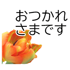 [LINEスタンプ] *花*チューリップ ていねいVer.