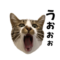 [LINEスタンプ] おとらちゃんねる。