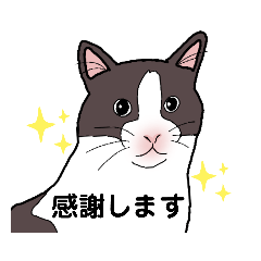 [LINEスタンプ] riri シュールな猫のスタンプ