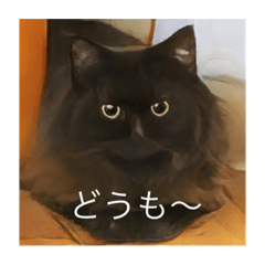 [LINEスタンプ] 黒猫 ルナ院長 1にゃんめの画像（メイン）