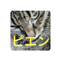 [LINEスタンプ] 家猫5匹暮らし！    2の画像（メイン）