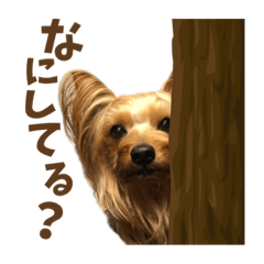 [LINEスタンプ] ヨーキーにこの毎日にこにこ