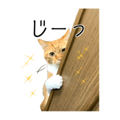 [LINEスタンプ] 愉快な猫スタンプ〜亀もいるよ〜