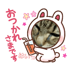 [LINEスタンプ] 家猫5匹暮らし！ 3の画像（メイン）