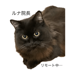 [LINEスタンプ] 黒猫 ルナ院長 2にゃんめの画像（メイン）