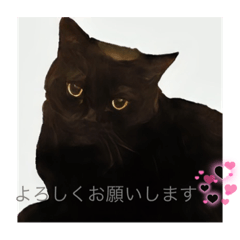 [LINEスタンプ] 黒猫 ルナ院長3  にゃんめの画像（メイン）