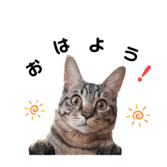 [LINEスタンプ] こむぎスタンプ❗️