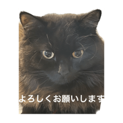 [LINEスタンプ] 黒猫 ルナ院長6にゃんめ