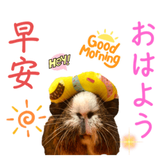 [LINEスタンプ] Chocolin friends喬可栗一家親ʢ•·̫•ʡ