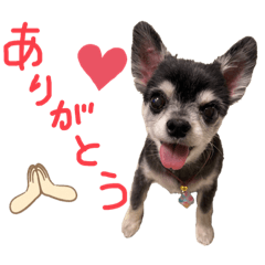 [LINEスタンプ] ペロちゃん♡よく使う言葉