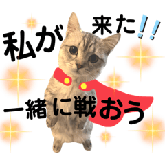 [LINEスタンプ] ねこの銀次くん3(ヒーローver.)