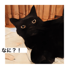 [LINEスタンプ] 黒猫 ルナ院長 5にゃんめ