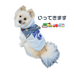 [LINEスタンプ] ポメラニアンのここくんの日常