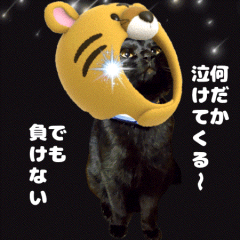 [LINEスタンプ] 動く黒猫 ハルとロビン