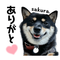 [LINEスタンプ] 柴犬のさくらちゃん♡