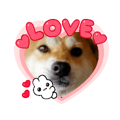 [LINEスタンプ] しばいぬ♡日和