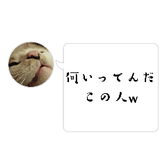 [LINEスタンプ] 家猫5匹暮らし！ 4