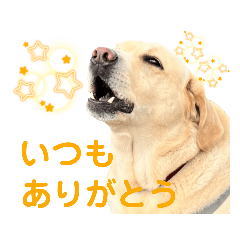 [LINEスタンプ] 可愛いオジサンシニアイエローラブラドール