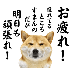 [LINEスタンプ] 柴犬こむぎとあるじのステップ④