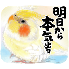 [LINEスタンプ] 可愛い〜〜インコstamp