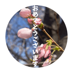 [LINEスタンプ] 桜Sakuraさくら見やすく丁寧な日常の挨拶