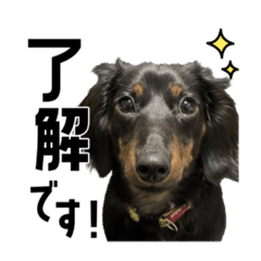 [LINEスタンプ] 蓮＆チップ