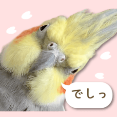 [LINEスタンプ] オカメインコこはくちゃん【春】吹き出し