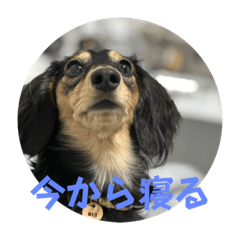 [LINEスタンプ] るいのまる