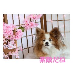 [LINEスタンプ] ぱぴぱぴパピヨン108