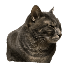 [LINEスタンプ] ビューティフルキャッツ