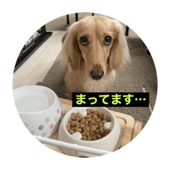[LINEスタンプ] ごはんを待つミニチュアダックスフント