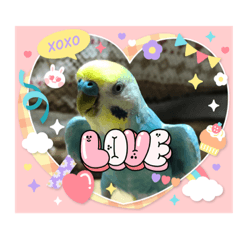 [LINEスタンプ] ミィちゃんのインコスタンプ！！