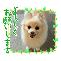 [LINEスタンプ] ポメラニアンのパールちゃん★の画像（メイン）