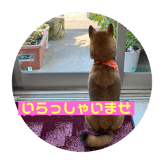 [LINEスタンプ] 看板犬ハチandゆう