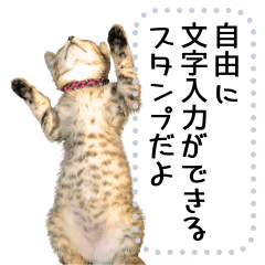 [LINEスタンプ] キジトラ猫のメッセージスタンプの画像（メイン）