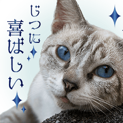 [LINEスタンプ] 碧王子(猫)のお言葉