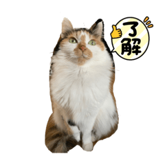 [LINEスタンプ] ☆neko