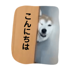 [LINEスタンプ] 表情豊かな柴犬Kちゃん第二発目