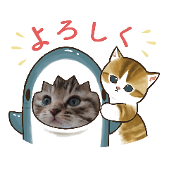[LINEスタンプ] 普段使いの保護ねこスタンプ