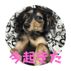 [LINEスタンプ] まるのるい