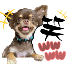 [LINEスタンプ] チョコタンチワワ。。