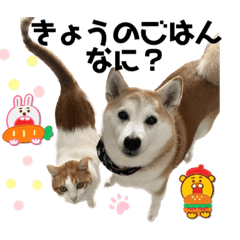 [LINEスタンプ] 柴犬と猫と時々トイプとダックス6